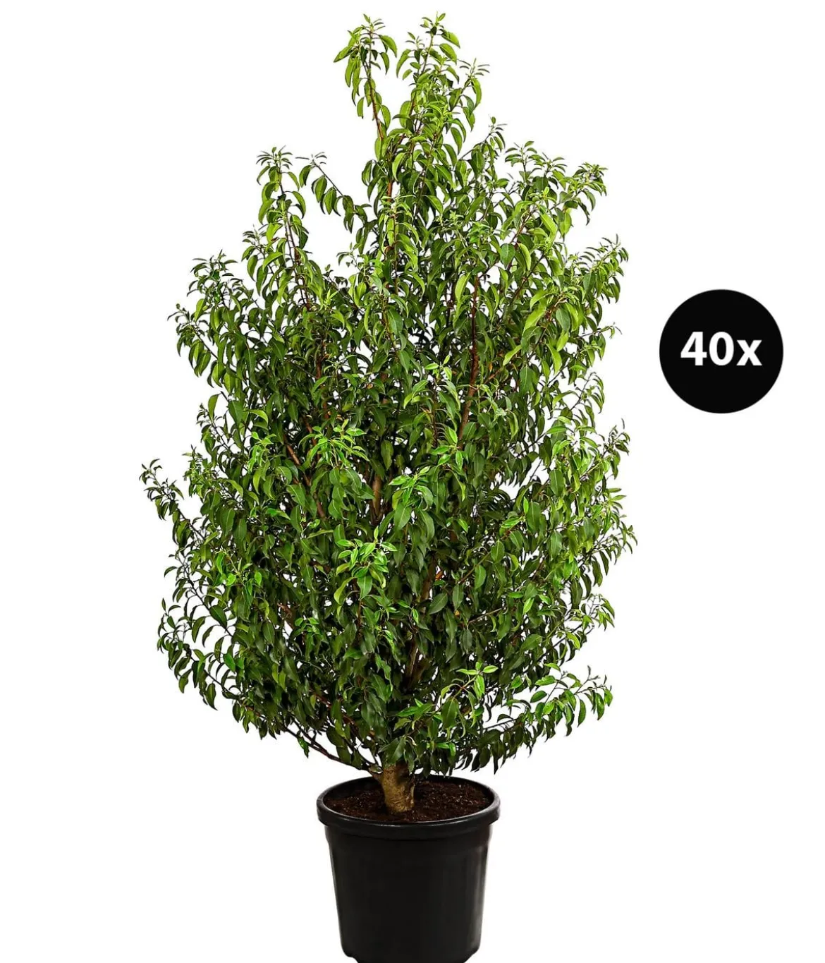 15 Meter Portugiesischer Kirschlorbeer 'Angustifolia', 40 x ca. 80-100 cm