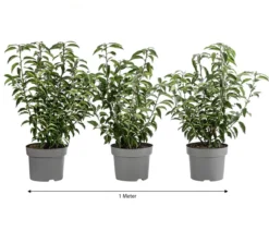 1 Meter Portugiesischer Kirschlorbeer 'Angustifolia', 3 x ca. 40-60 cm