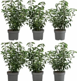 2 Meter Portugiesischer Kirschlorbeer 'Angustifolia', 6 x ca. 40-60 cm