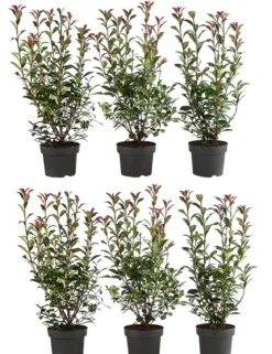 2 Meter Purpur-Glanzmispel 'Carre Rouge', 6 x ca. 40-60 cm