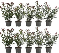 2-3 Meter Purpur-Glanzmispel 'Carre Rouge', 10 x ca. 20-35 cm