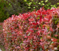 1 Meter Purpur-Glanzmispel 'Carre Rouge', 3 x ca. 40-60 cm