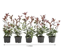 1-1,5 Meter Purpur-Glanzmispel 'Red Robin', 5 x ca. 20-35 cm