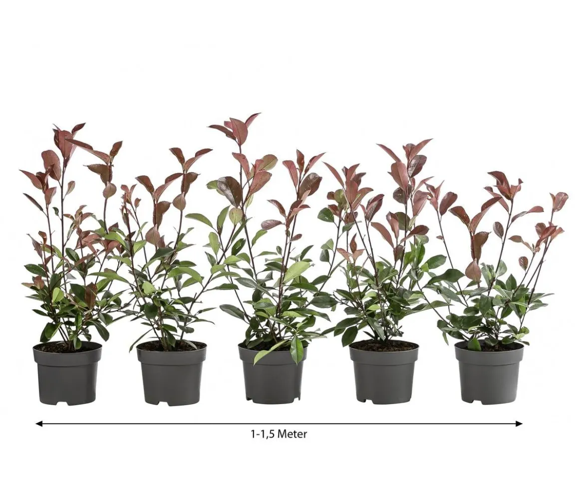 1-1,5 Meter Purpur-Glanzmispel 'Red Robin', 5 x ca. 20-35 cm