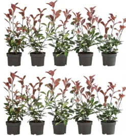2-3 Meter Purpur-Glanzmispel 'Red Robin', 10 x ca. 20-35 cm
