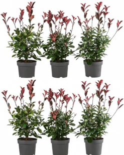 2 Meter Purpur-Glanzmispel 'Red Robin', 6 x ca. 40-60 cm