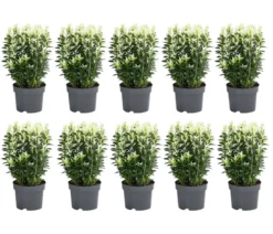 2 Meter Spindelstrauch 'Paloma Blanca', 10 x ca. 20-30 cm