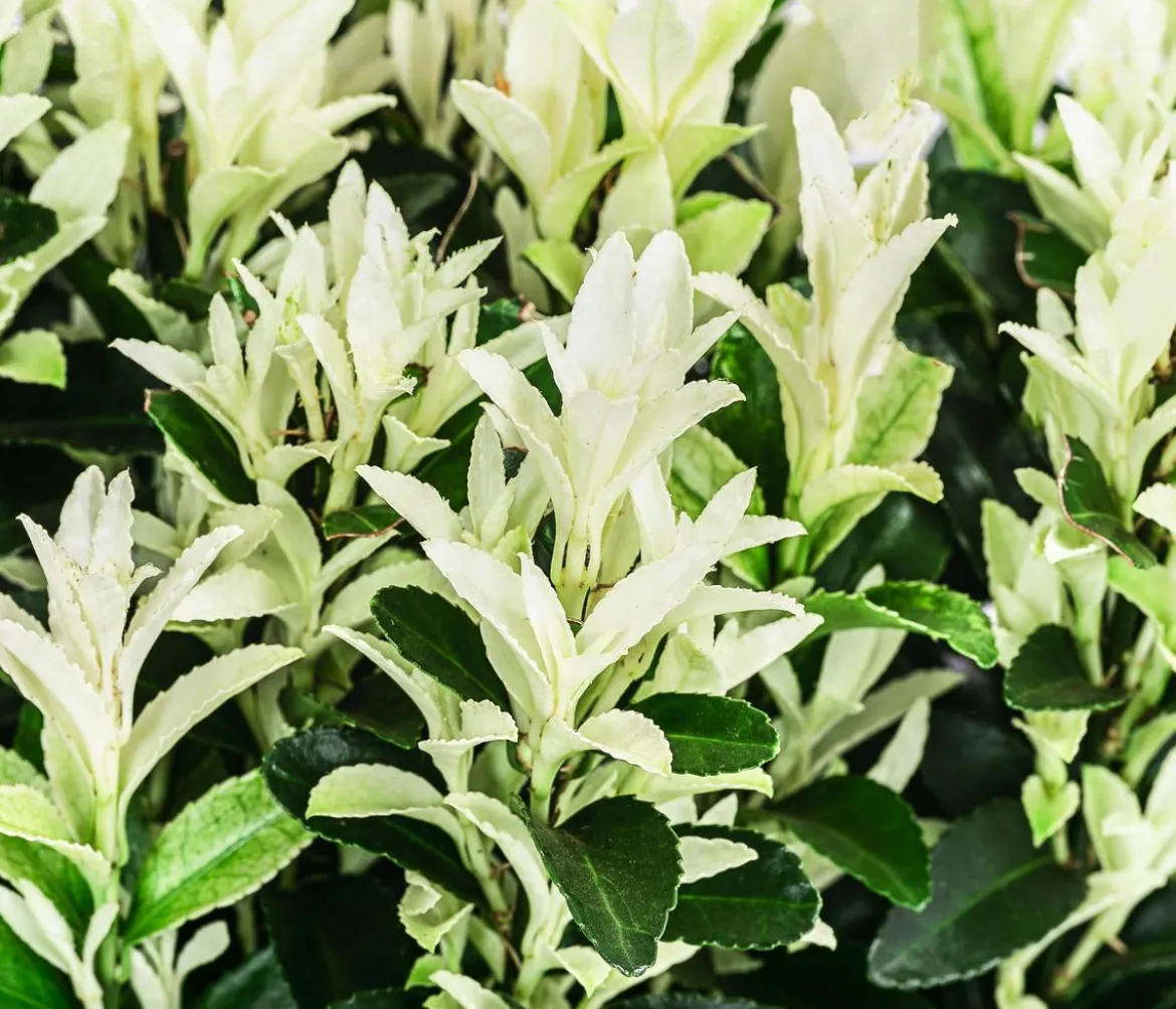 1 Meter Spindelstrauch 'Paloma Blanca', 5 x ca. 20-30 cm