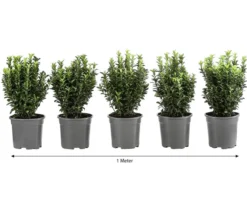 1 Meter Säulen-Spindelstrauch 'Green Rocket', 5 x ca. 25 cm