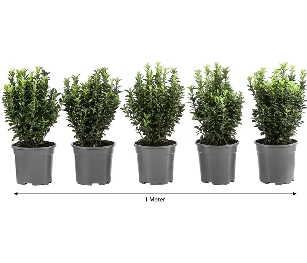 1 Meter Säulen-Spindelstrauch 'Green Rocket', 5 x ca. 25 cm