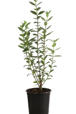 1-1,5 Meter Wintergrüner Liguster 'Atrovirens', 5 x ca. 30-35 cm