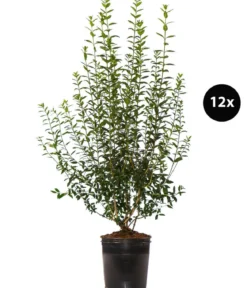 6 Meter Wintergrüner Liguster 'Atrovirens', 12 x ca. 150-175 cm
