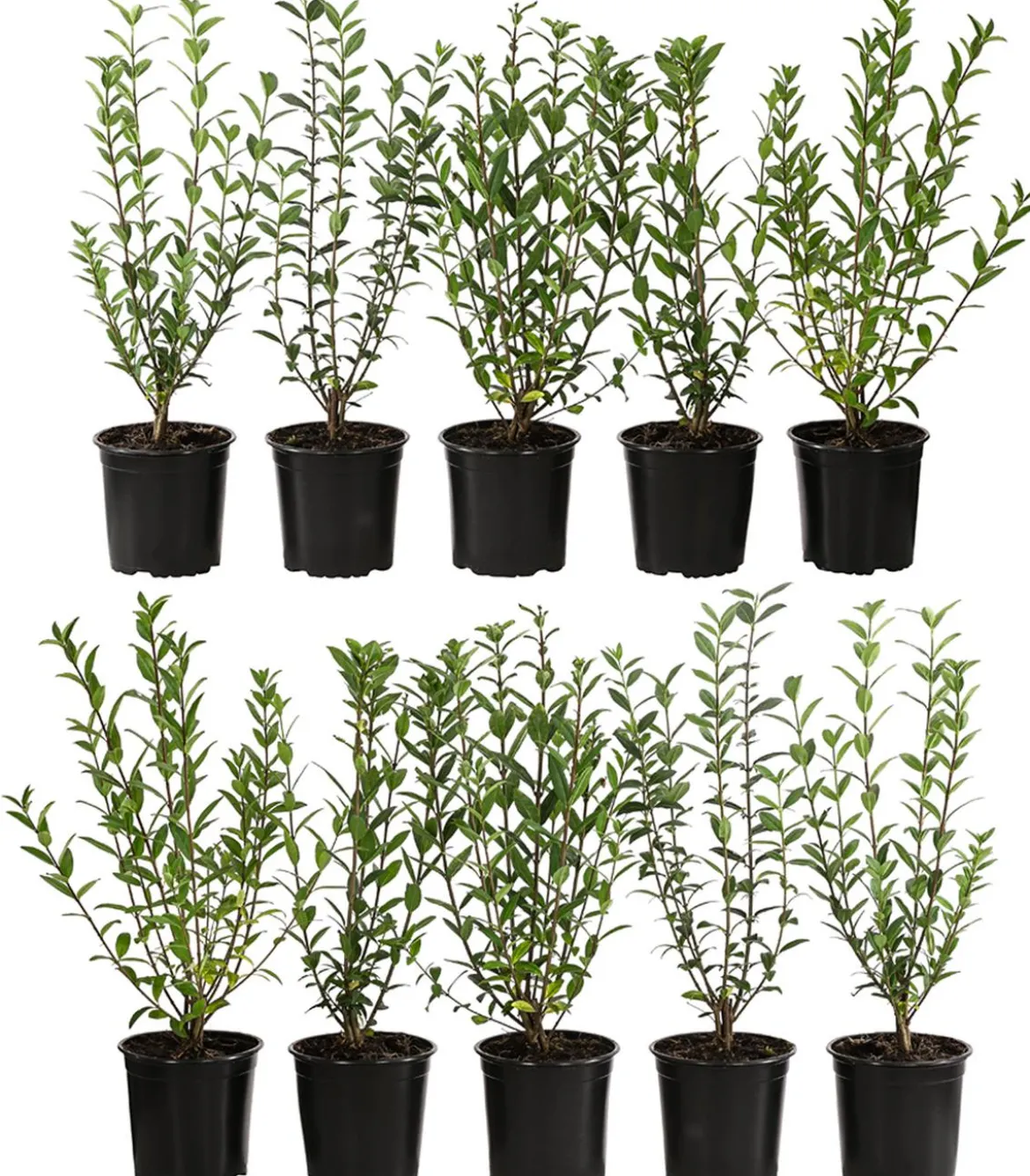 2-3 Meter Wintergrüner Liguster 'Atrovirens', 10 x ca. 30-35 cm