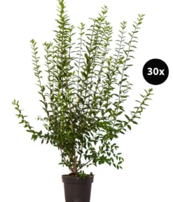 10 Meter Wintergrüner Liguster 'Atrovirens', 30 x ca. 100-150 cm