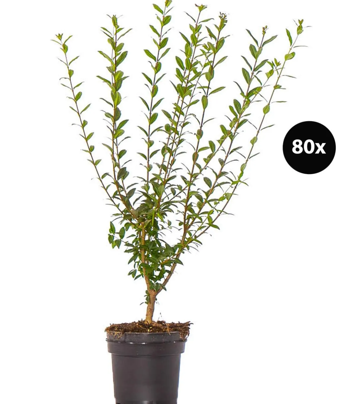 20 Meter Wintergrüner Liguster 'Atrovirens', 80 x ca. 60-100 cm
