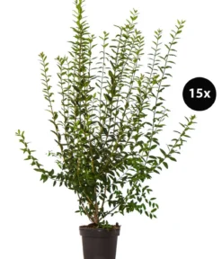 5 Meter Wintergrüner Liguster 'Atrovirens', 15 x ca. 100-150 cm