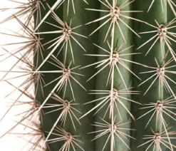 Mexikanischer Kandelaberkaktus - Pachycereus pringlei