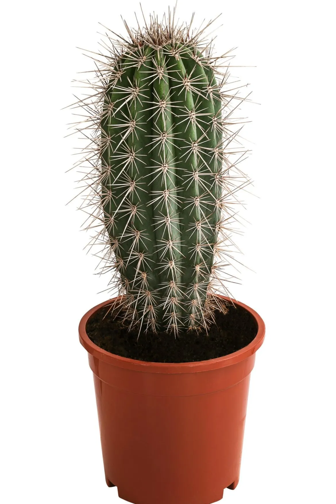 Mexikanischer Kandelaberkaktus - Pachycereus pringlei