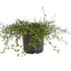 Mühlenbeckia, kleinblättrig