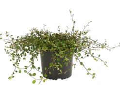 Mühlenbeckia, kleinblättrig