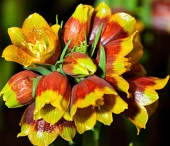 Michailovskyi-Schachbrettblume
