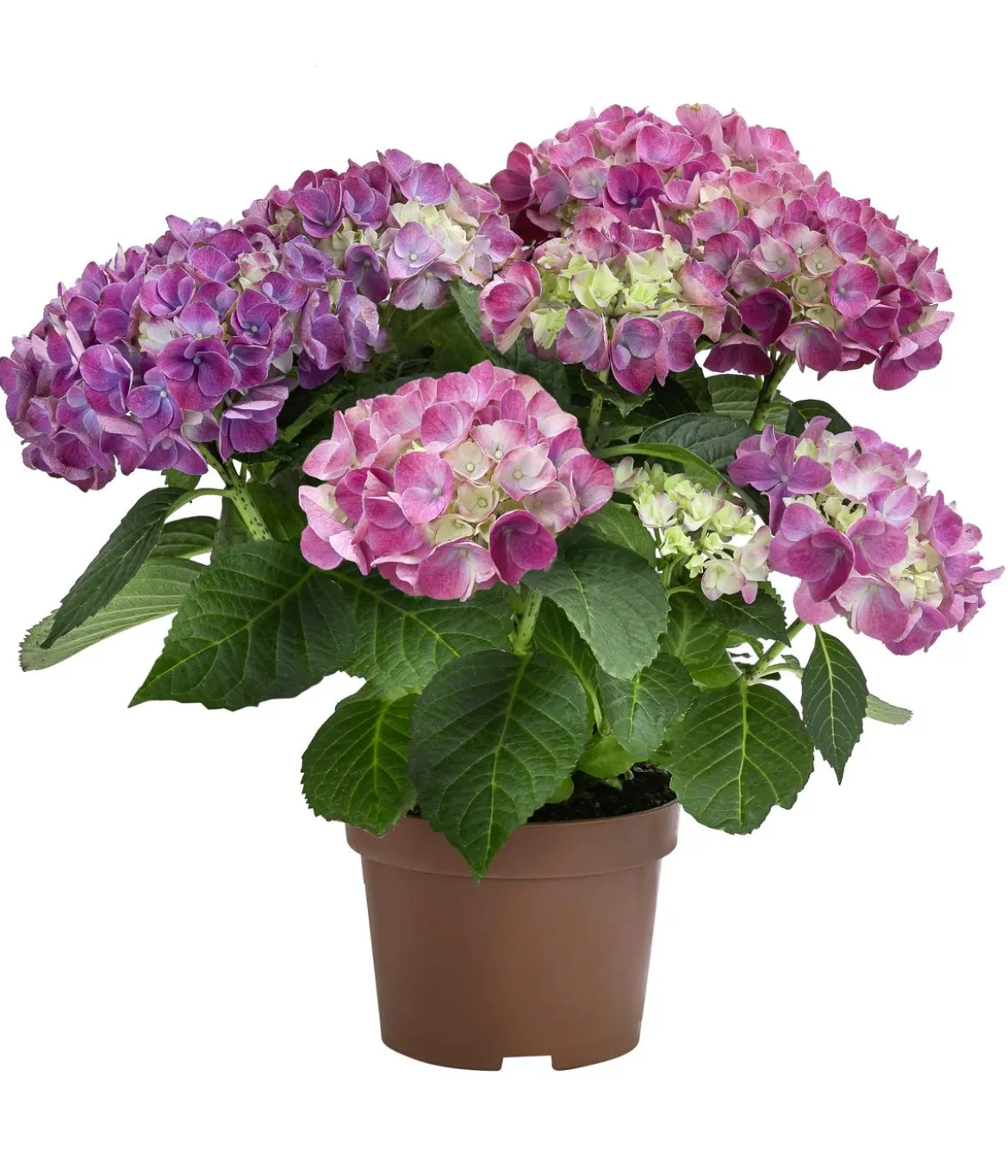 Midi-Hortensie - Hydrangea macrophylla 'Tabletensia'
