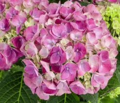 Midi-Hortensie - Hydrangea macrophylla 'Tabletensia'