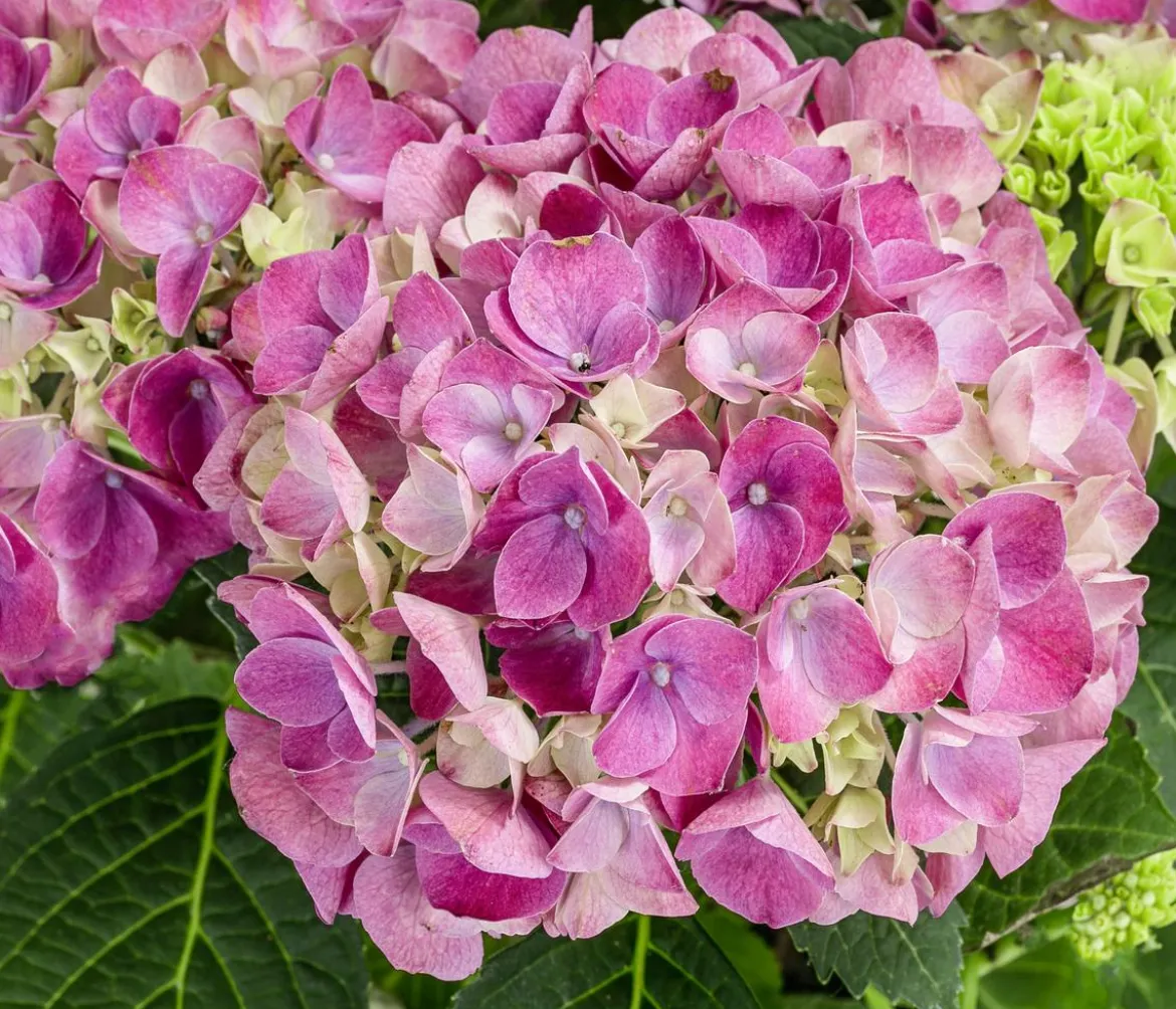 Midi-Hortensie - Hydrangea macrophylla 'Tabletensia'