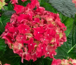 Midi Hortensie - Hydrangea macrophylla, verschiedene Farben