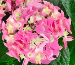 Midi Hortensie - Hydrangea macrophylla, verschiedene Farben