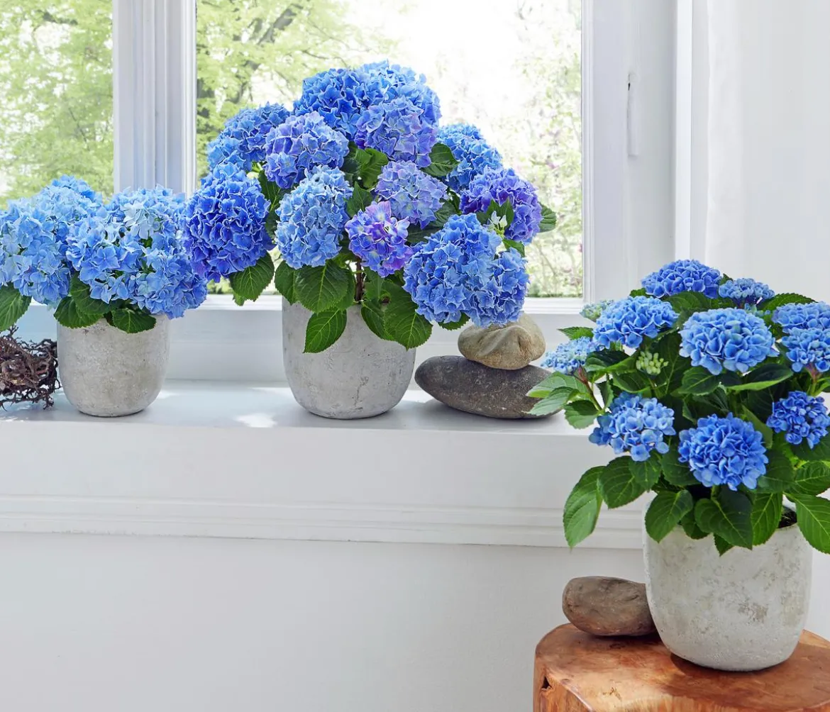 Midi Hortensie - Hydrangea macrophylla, verschiedene Farben