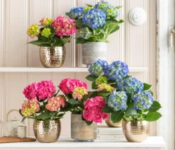 Midi Hortensie - Hydrangea macrophylla, verschiedene Farben