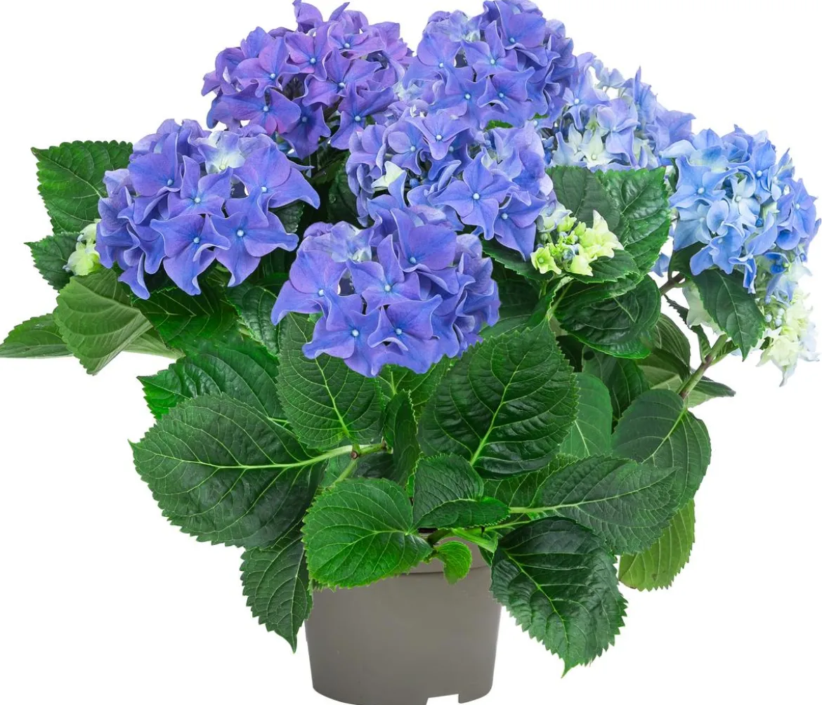 Midi Hortensie - Hydrangea macrophylla, verschiedene Farben