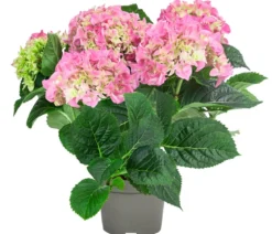 Midi Hortensie - Hydrangea macrophylla, verschiedene Farben