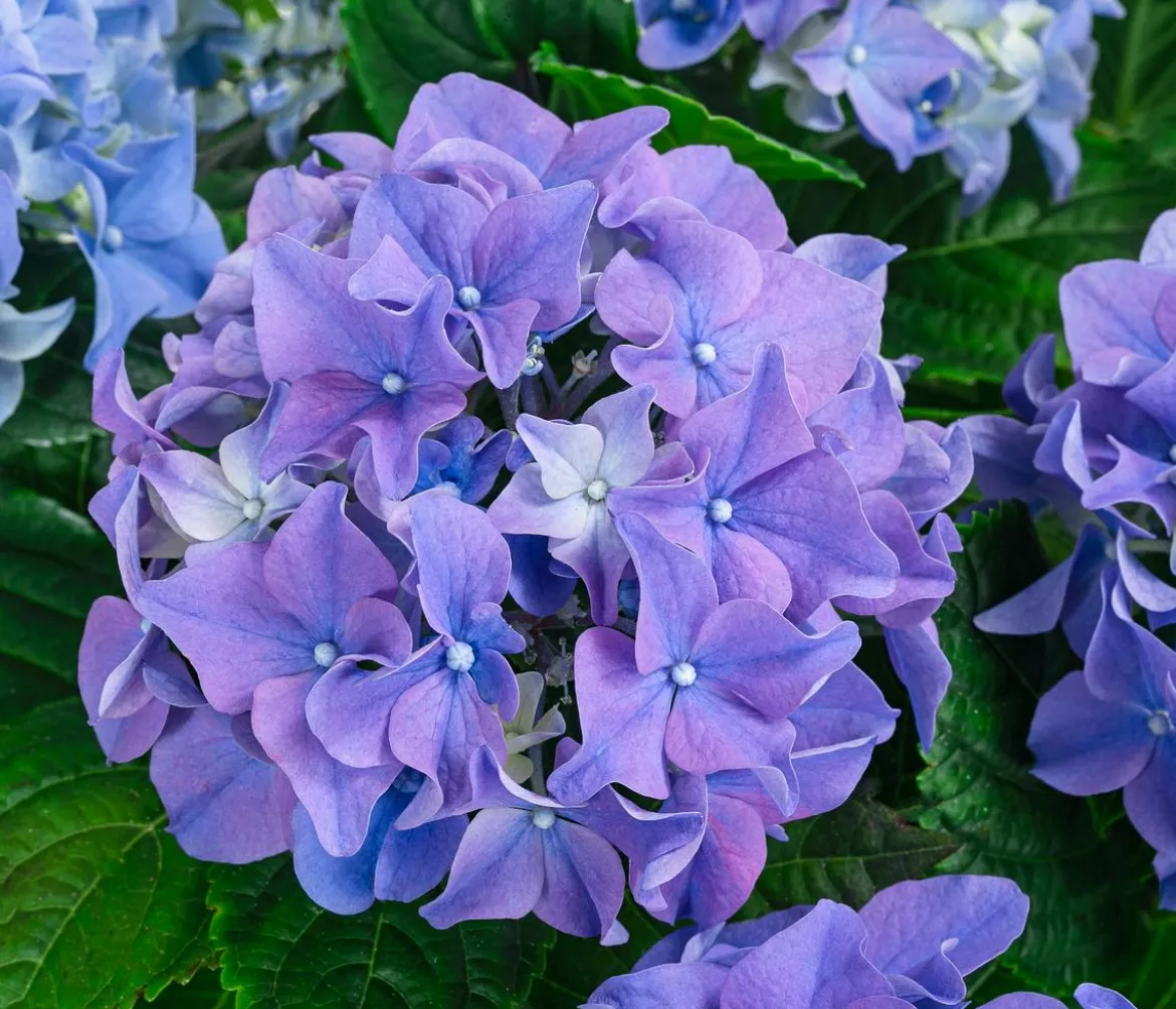 Midi Hortensie - Hydrangea macrophylla, verschiedene Farben