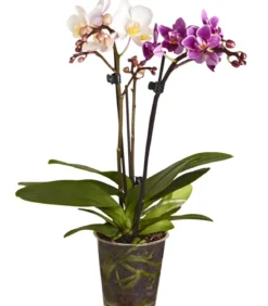 Midi Schmetterlingsorchideen-Duo - Phalaenopsis cultivars