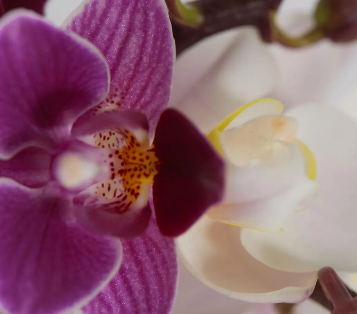 Midi Schmetterlingsorchideen-Duo - Phalaenopsis cultivars