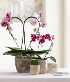 Midi Schmetterlingsorchidee - Phalaenopsis cultivars, zweitriebig, verschiedene Sorten