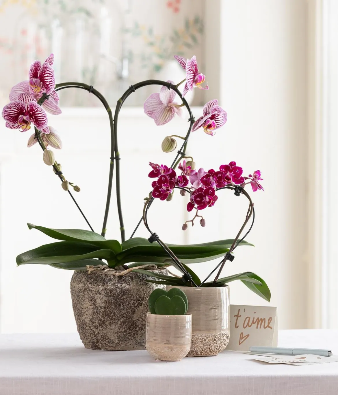 Midi Schmetterlingsorchidee - Phalaenopsis cultivars, zweitriebig, verschiedene Sorten