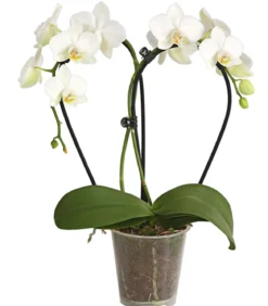 Midi Schmetterlingsorchidee - Phalaenopsis cultivars, zweitriebig, verschiedene Sorten