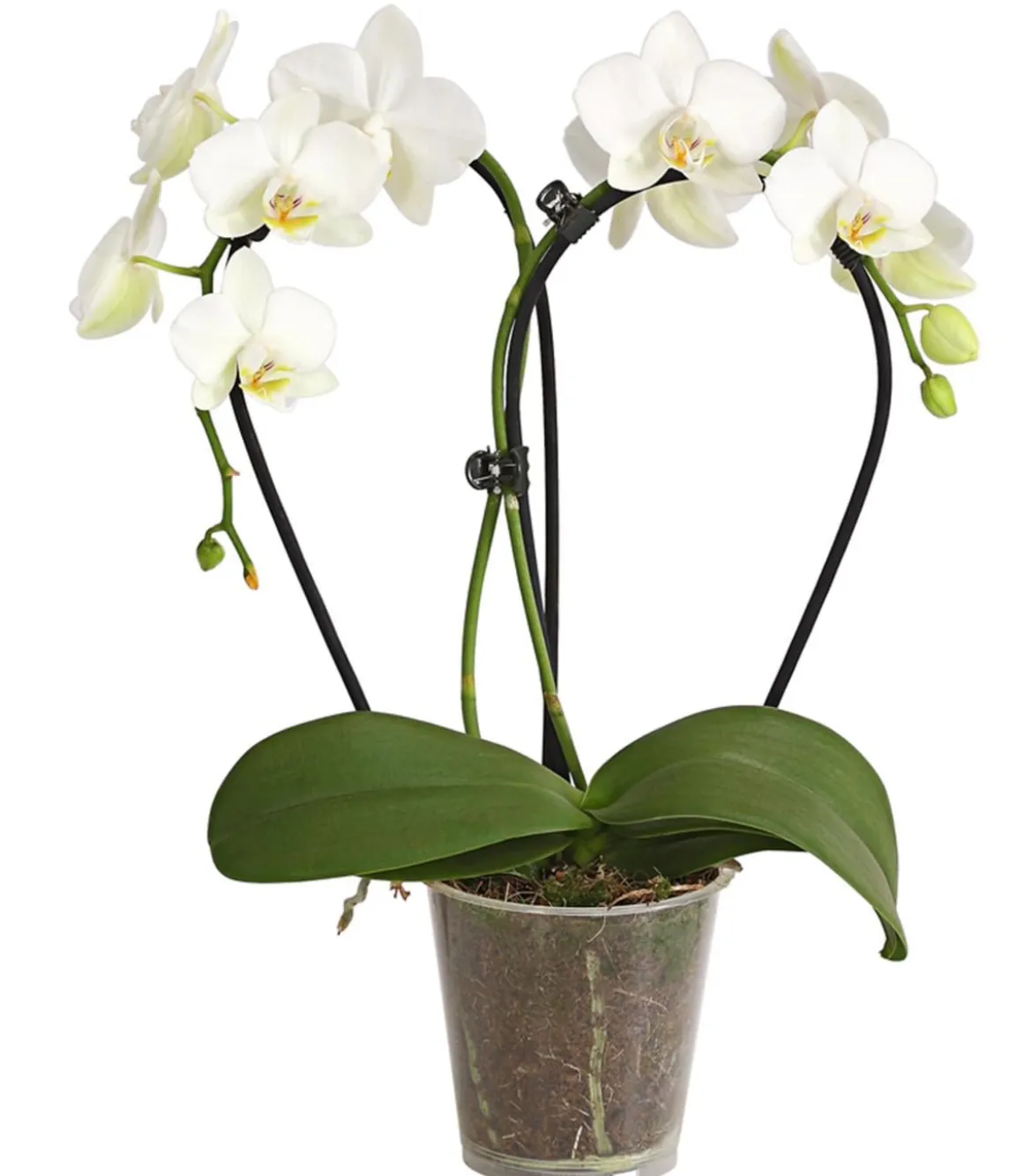 Midi Schmetterlingsorchidee - Phalaenopsis cultivars, zweitriebig, verschiedene Sorten