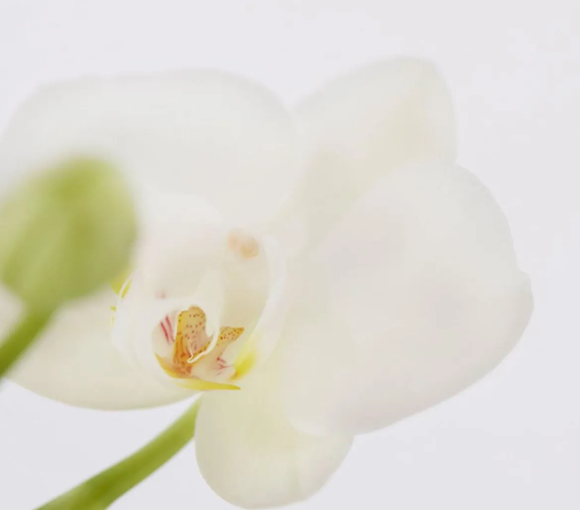 Midi Schmetterlingsorchidee - Phalaenopsis cultivars, zweitriebig, verschiedene Sorten