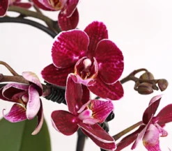 Midi Schmetterlingsorchidee - Phalaenopsis cultivars, zweitriebig, verschiedene Sorten
