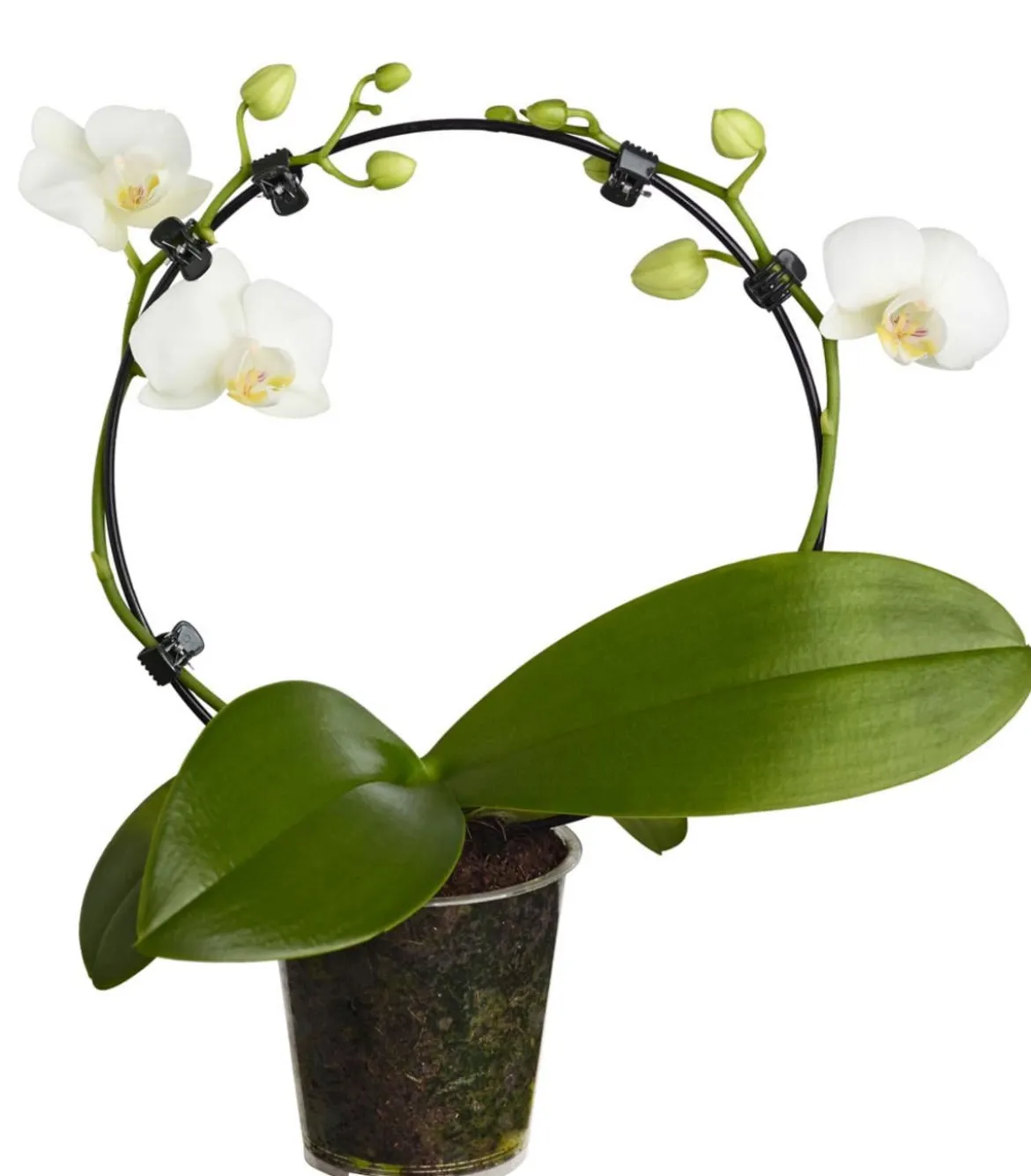 Midi Schmetterlingsorchidee - Phalaenopsis cultivars, zweitriebig, verschiedene Sorten