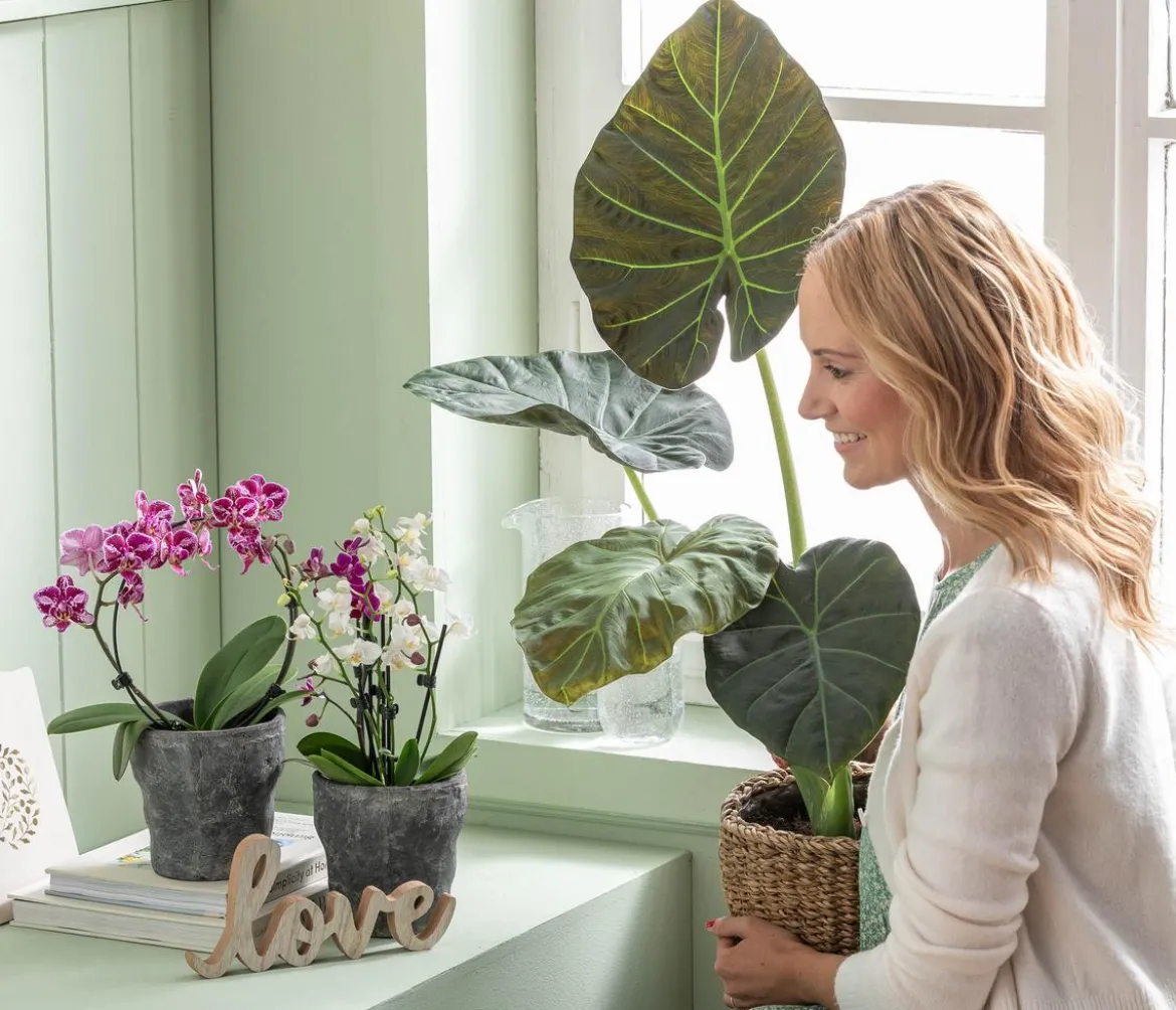 Midi Schmetterlingsorchidee - Phalaenopsis cultivars, zweitriebig, verschiedene Sorten