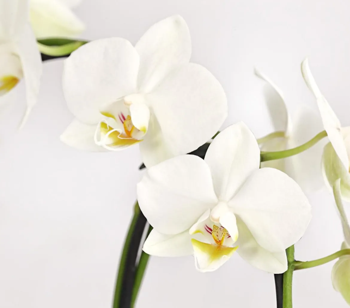 Midi Schmetterlingsorchidee - Phalaenopsis cultivars, zweitriebig, verschiedene Sorten