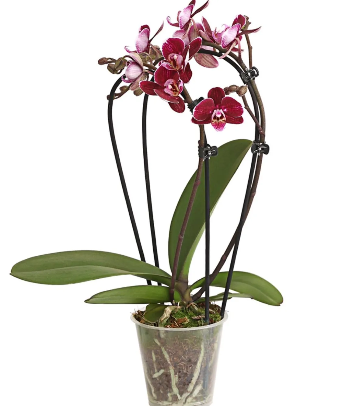 Midi Schmetterlingsorchidee - Phalaenopsis cultivars, zweitriebig, verschiedene Sorten