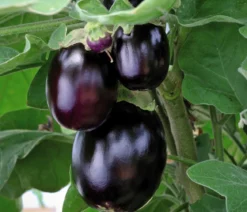 Mini Aubergine
