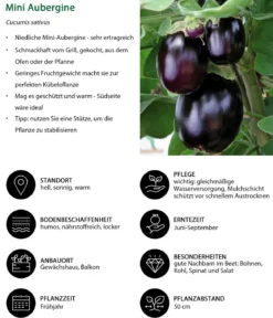 Mini Aubergine