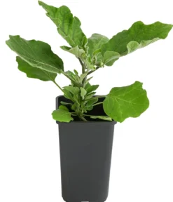 Mini Aubergine